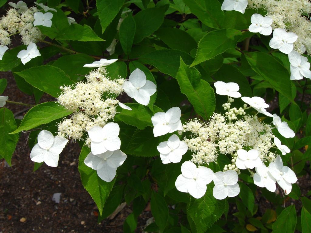 Image of Hydrangea heteromalla D. Don