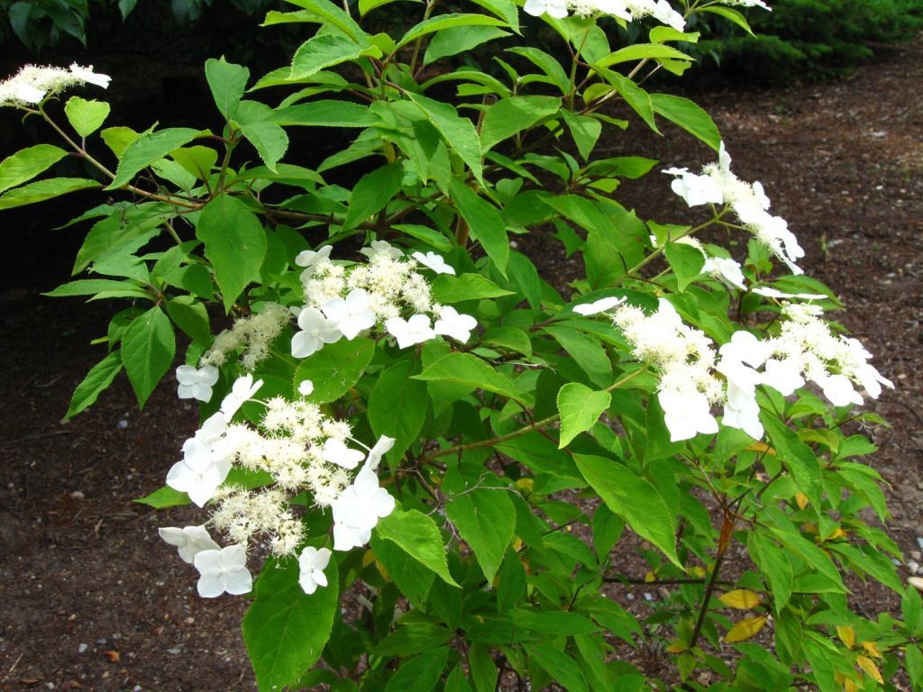 Image of Hydrangea heteromalla D. Don