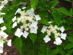 Image of Hydrangea heteromalla D. Don