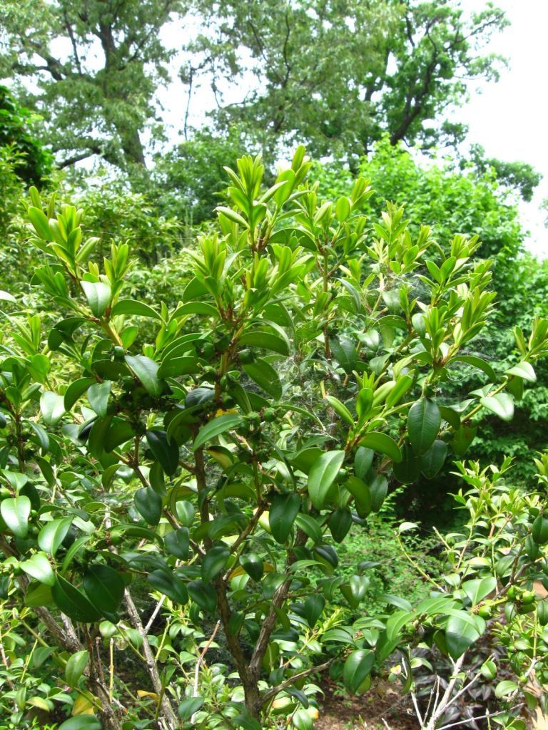 Sivun Buxus sinica (Rehder & E. H. Wilson) M. Cheng kuva