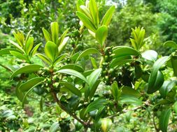 Image of Buxus sinica (Rehder & E. H. Wilson) M. Cheng