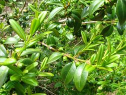 Image of Buxus sinica (Rehder & E. H. Wilson) M. Cheng