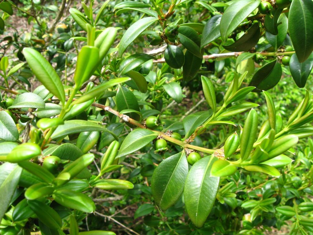 Sivun Buxus sinica (Rehder & E. H. Wilson) M. Cheng kuva