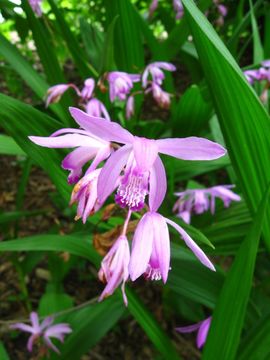 Image of Urn orchids