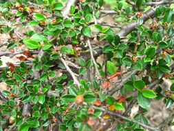 Image of rockspray cotoneaster