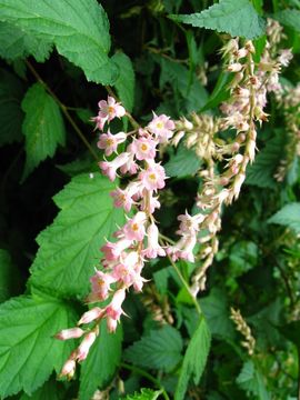 Image of Neillia thibetica Bur. & Franch.