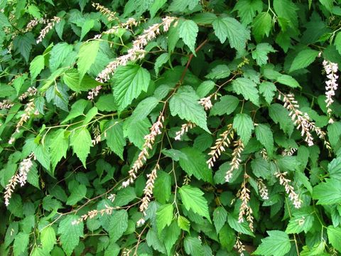 Neillia thibetica Bur. & Franch.的圖片