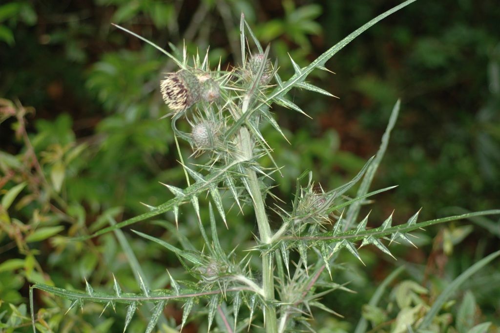 Plancia ëd Cirsium lidjiangense Petr. ex Hand.-Mazz.