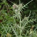 Plancia ëd Cirsium lidjiangense Petr. ex Hand.-Mazz.