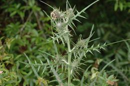 Plancia ëd Cirsium lidjiangense Petr. ex Hand.-Mazz.