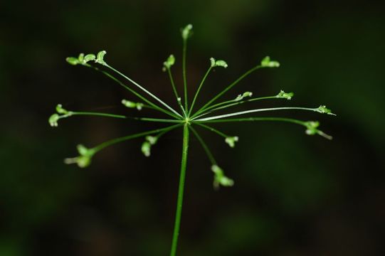 Pternopetalum delavayi (Franch.) Hand.-Mazz.的圖片