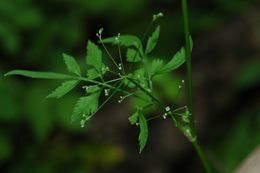 Pternopetalum delavayi (Franch.) Hand.-Mazz.的圖片