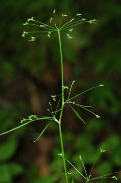 Imagem de Pternopetalum delavayi (Franch.) Hand.-Mazz.