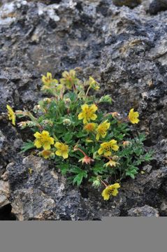 Image de Potentilla articulata Franch.