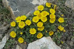 Image of Potentilla argyrophylla Wall.