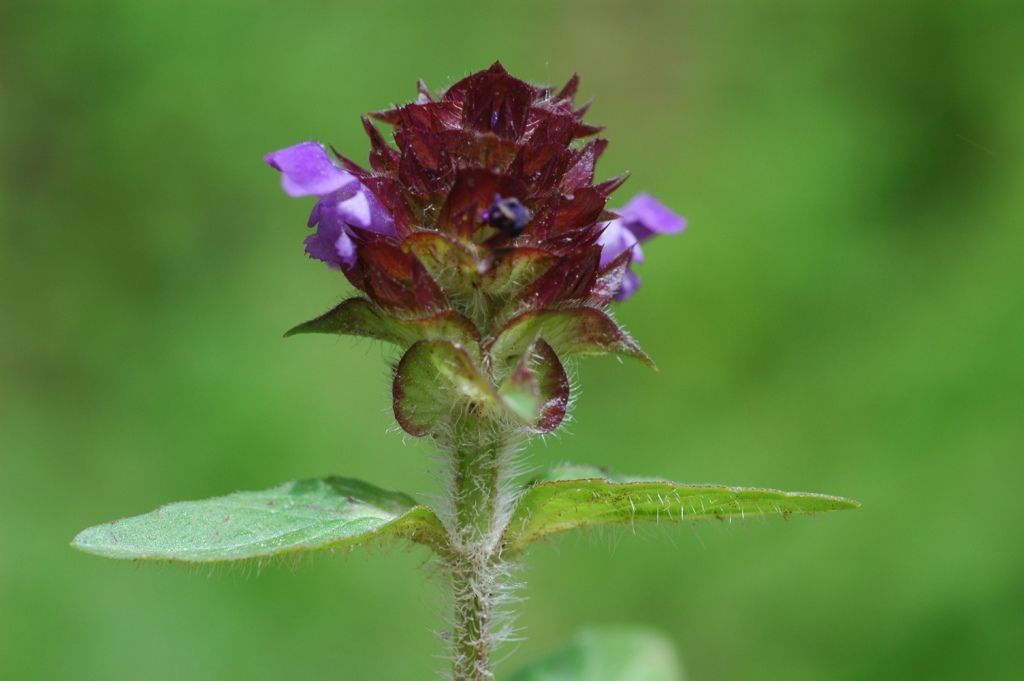 Image of common selfheal