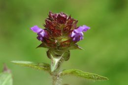 Image of common selfheal