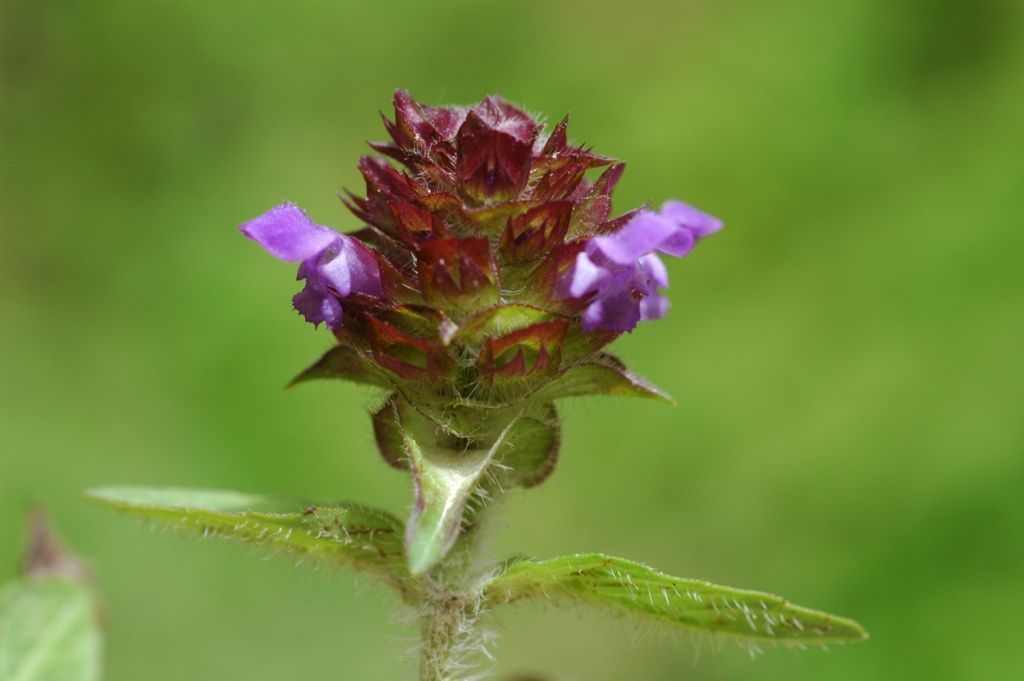 Image of common selfheal