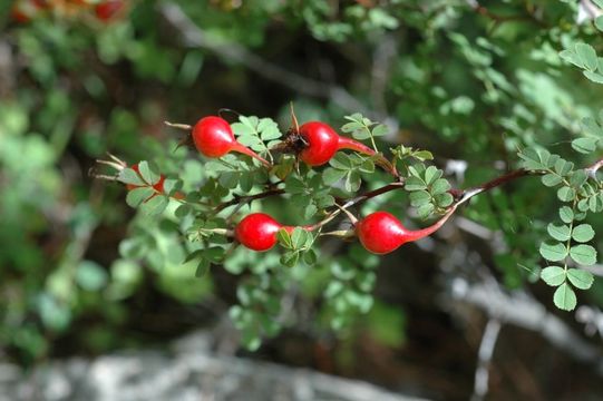 Image of Rosa omeiensis Rolfe