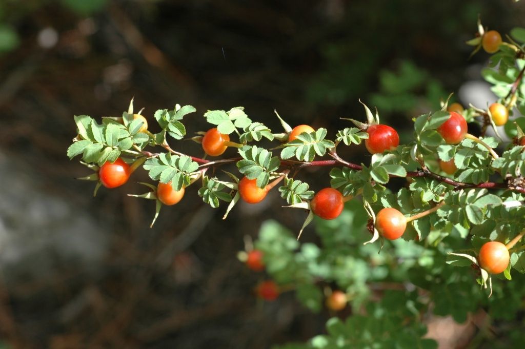 Plancia ëd Rosa omeiensis Rolfe