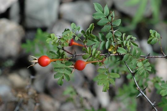 Rosa omeiensis Rolfe resmi