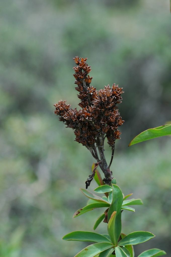 Image of Sibiraea angustata (Rehd.) Hand.-Mazz.