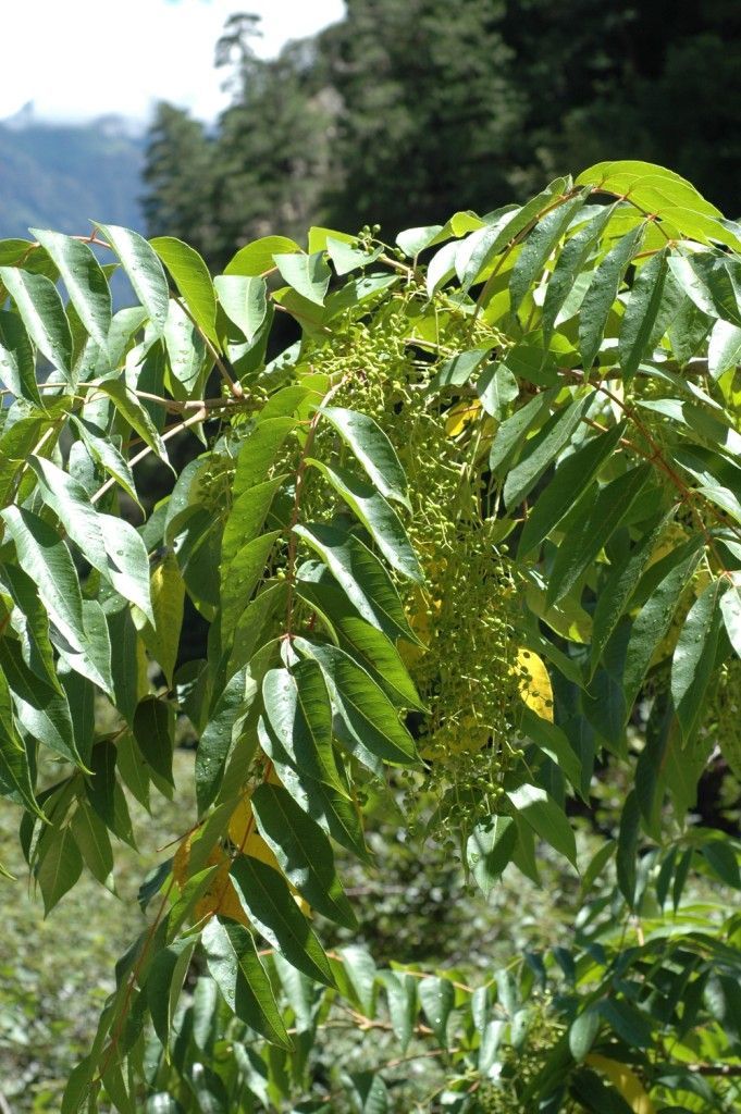 Image of wax tree