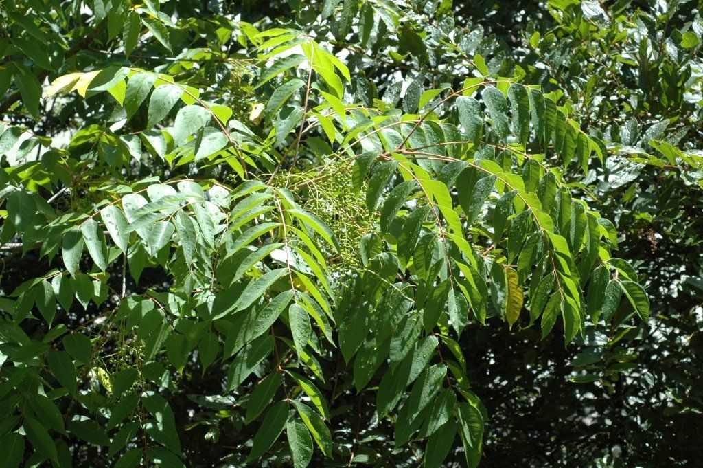 Image of wax tree