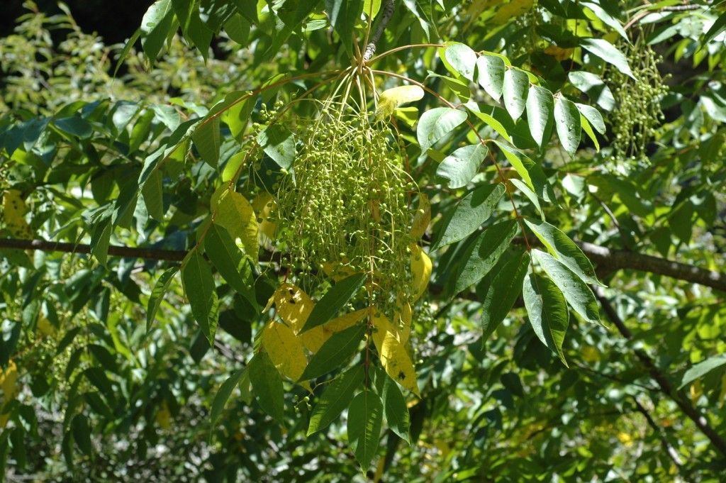 Image of wax tree