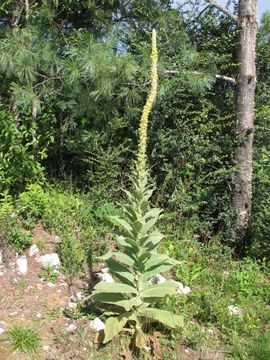 Image of Great Mullein