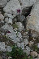 Image of Aquilegia rockii Munz