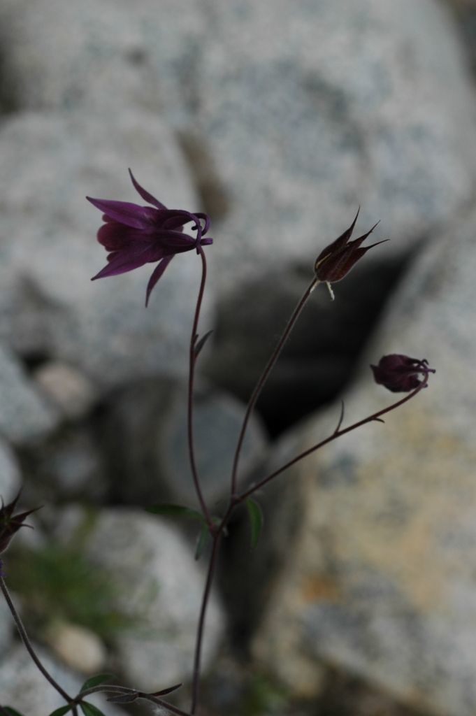 Image of Aquilegia rockii Munz