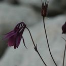 Image of Aquilegia rockii Munz