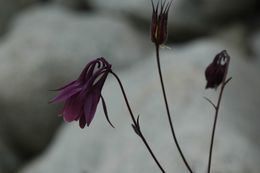 Image of Aquilegia rockii Munz