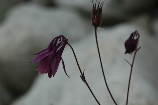 Слика од Aquilegia rockii Munz