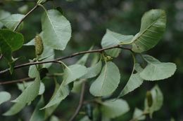 Image of Betula cylindrostachya Wall.