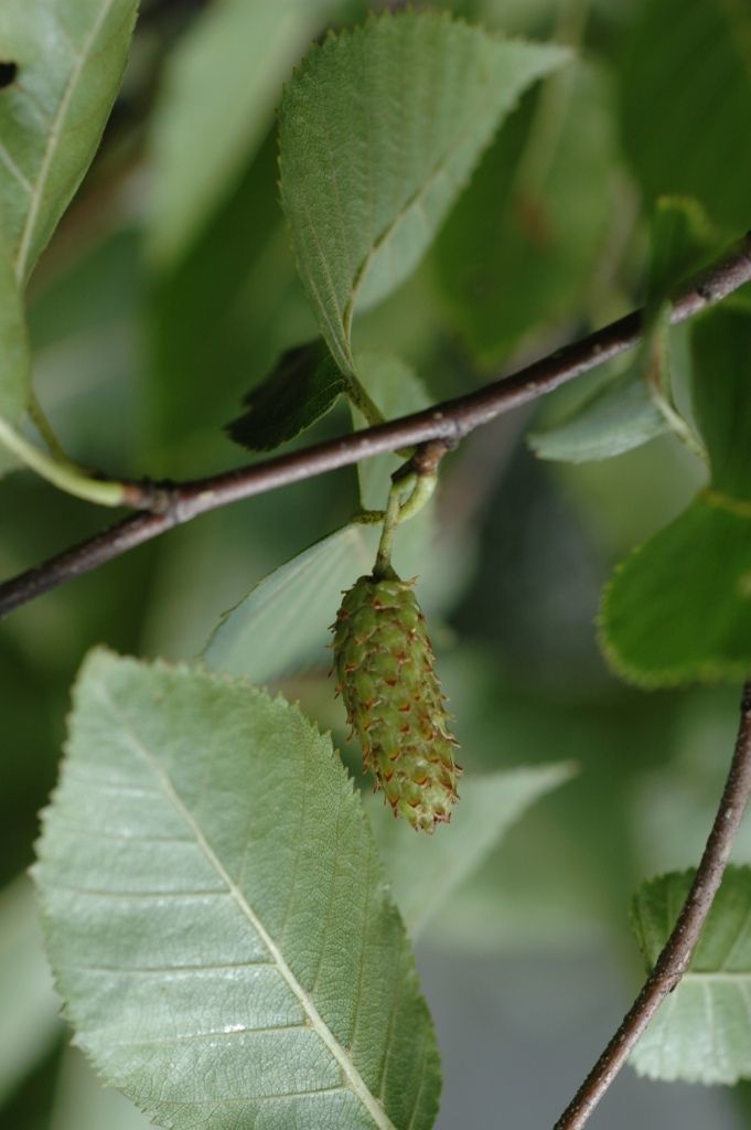 Image of Betula cylindrostachya Wall.