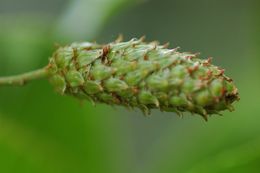 Imagem de Betula cylindrostachya Wall.