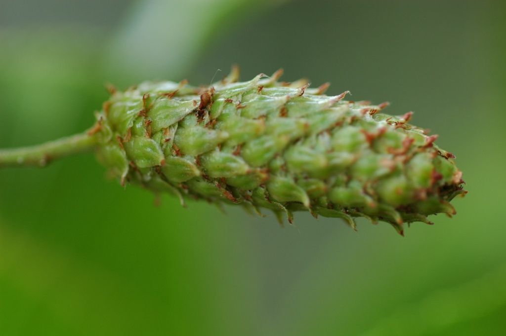 Image of Betula cylindrostachya Wall.