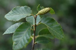 Imagem de Betula cylindrostachya Wall.