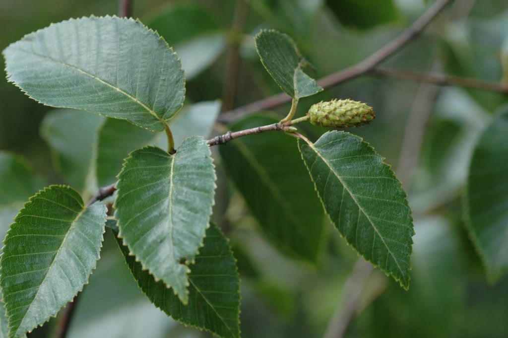 Imagem de Betula cylindrostachya Wall.