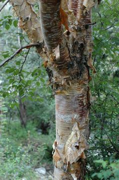 Imagem de Betula cylindrostachya Wall.