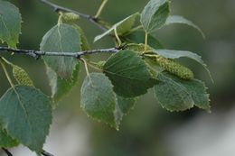 Imagem de Betula utilis D. Don