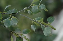 Imagem de Betula utilis D. Don