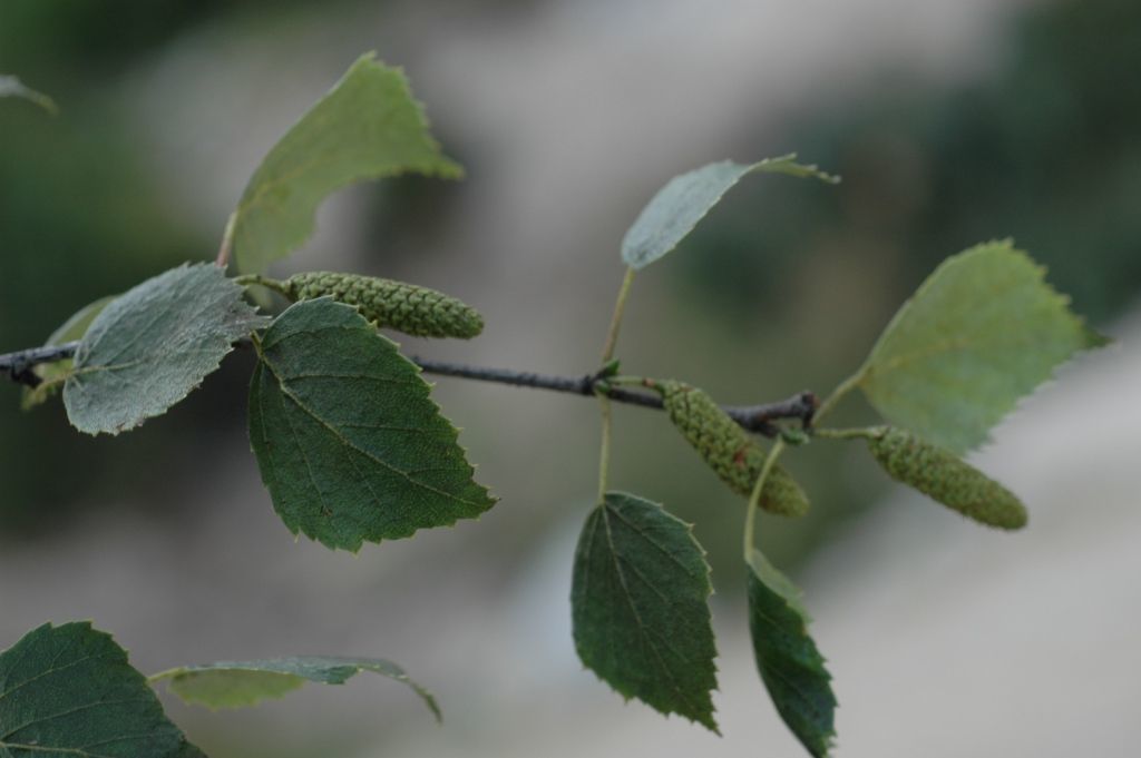 Imagem de Betula utilis D. Don