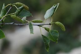 Imagem de Betula utilis D. Don