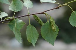 Imagem de Betula utilis D. Don