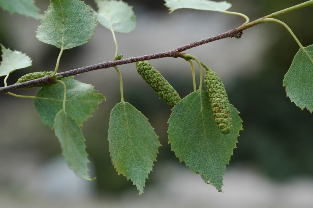 Imagem de Betula utilis D. Don