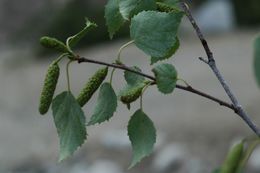 Imagem de Betula utilis D. Don