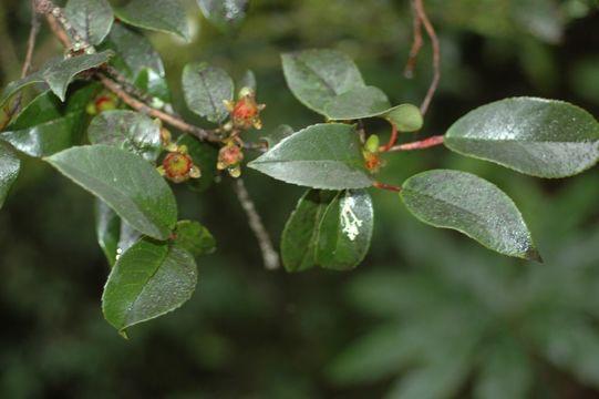 Imagem de Stewartia pteropetiolata W. C. Cheng